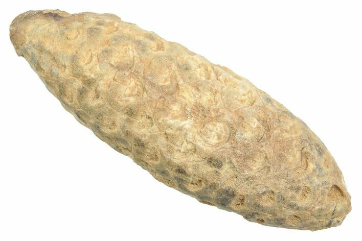 Fossil Cycadophyte Seed Cone - Boujdour, Morocco #349002